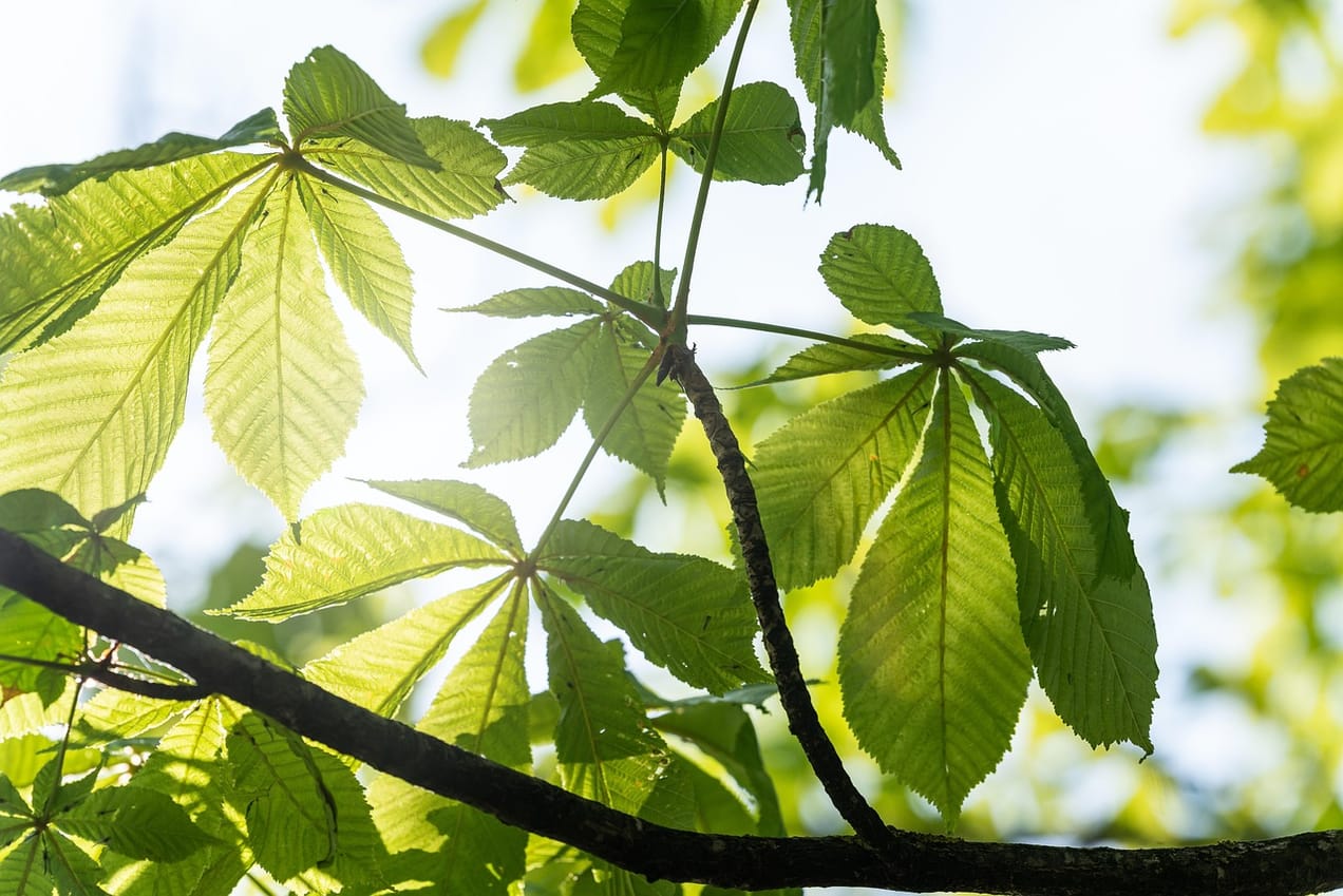 The resurrection of the American chestnut