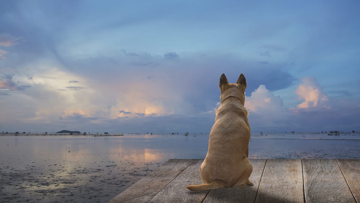 Why I want to die like a dog | dog on dock