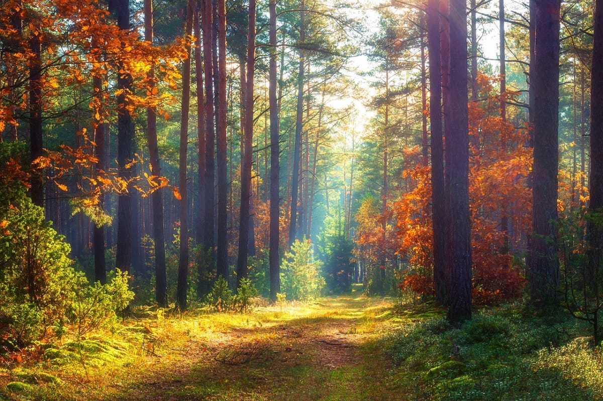 What do trees say to each other? | A colorful forest in autumn
