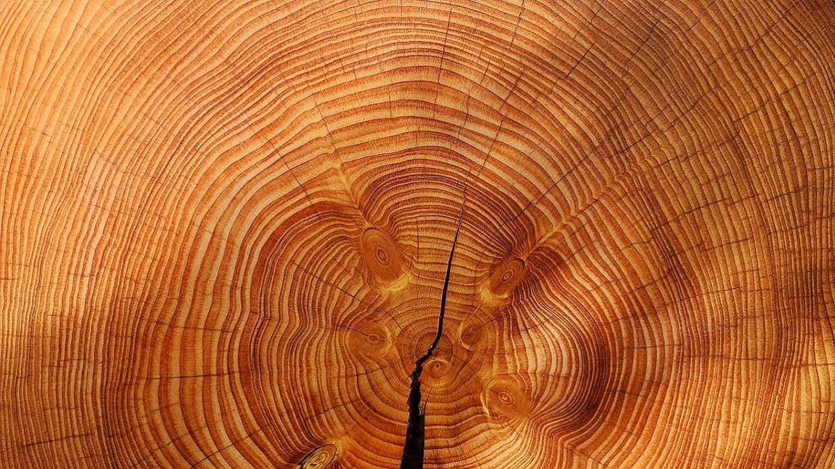 Annual rings in a cross-section of tree wood | What would you write to the future?