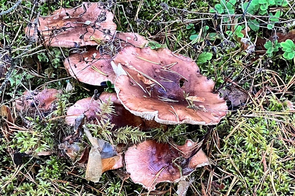 Are mushrooms the future of fashion?